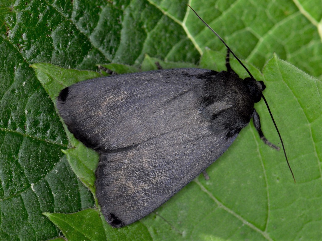 Bild Nr.09310 zum Vergrößern klicken Bild Nr.09310