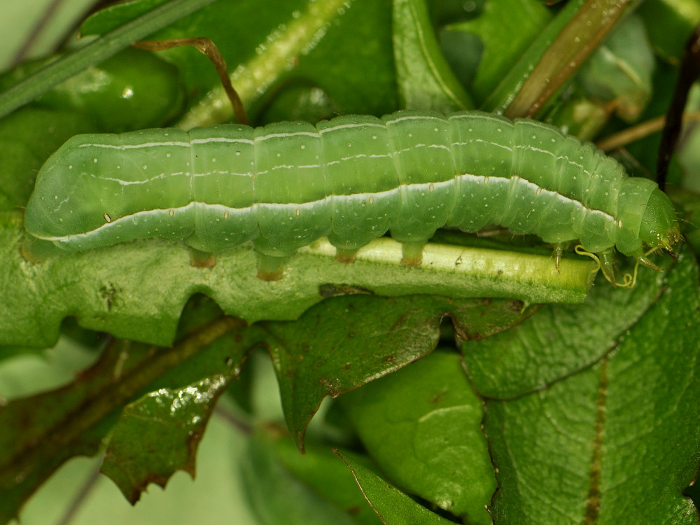 Bild Nr.09310 zum Vergrößern klicken Bild Nr.09310