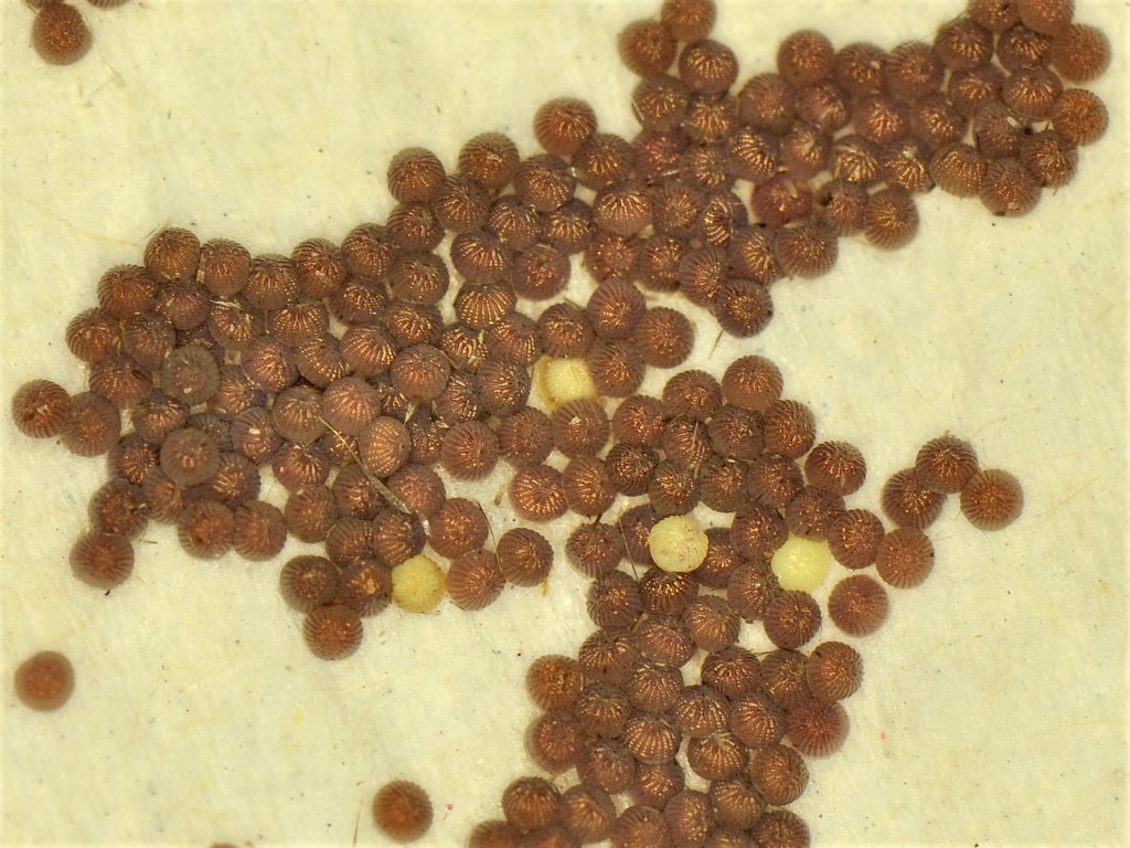 Bild Nr.09310 zum Vergrößern klicken Bild Nr.09310