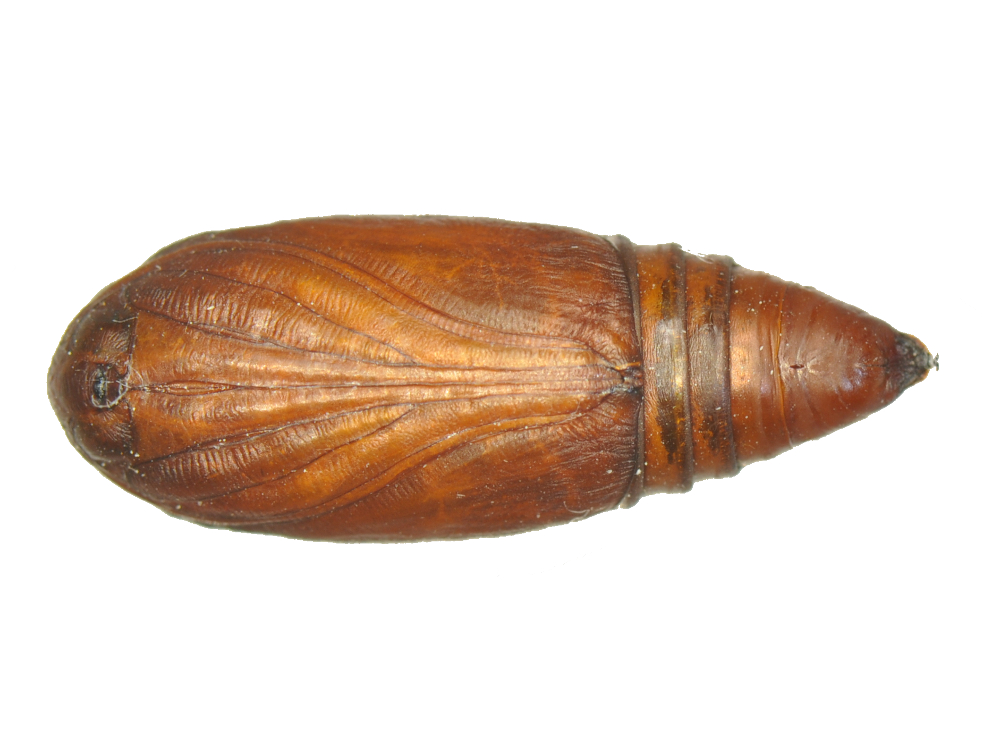 Bild Nr.09310 zum Vergrößern klicken Bild Nr.09310