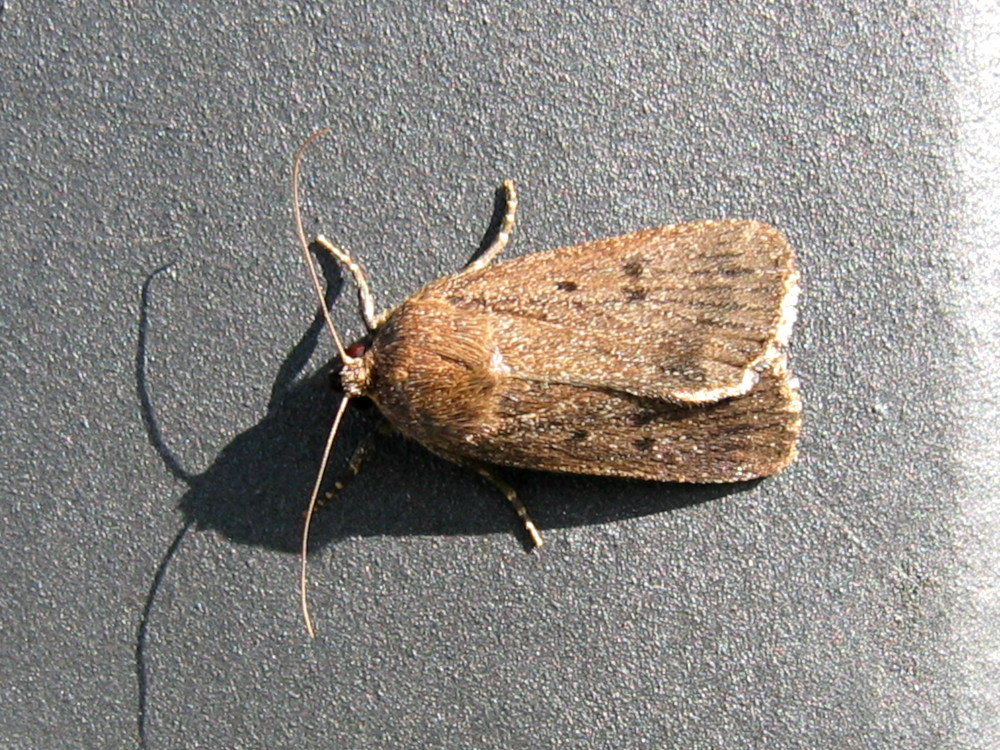 Bild Nr.09311 zum Vergrößern klicken Bild Nr.09311