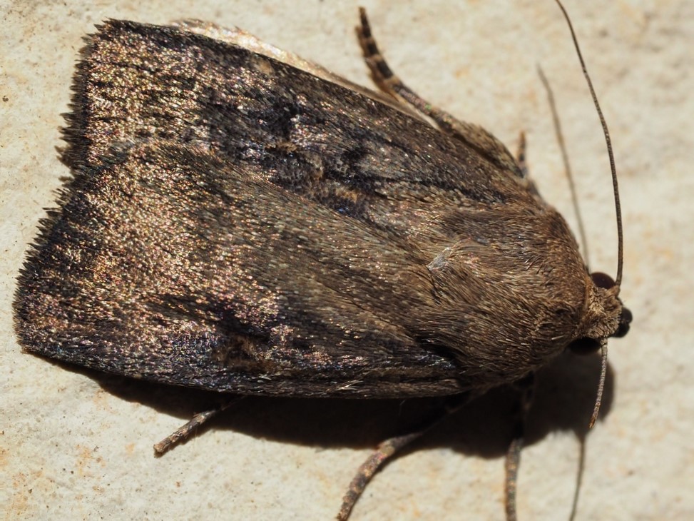 Bild Nr.09311 zum Vergrößern klicken Bild Nr.09311