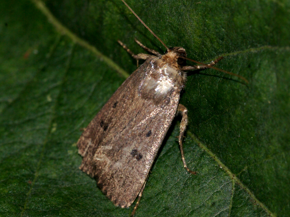 Bild Nr.09311 zum Vergrößern klicken Bild Nr.09311