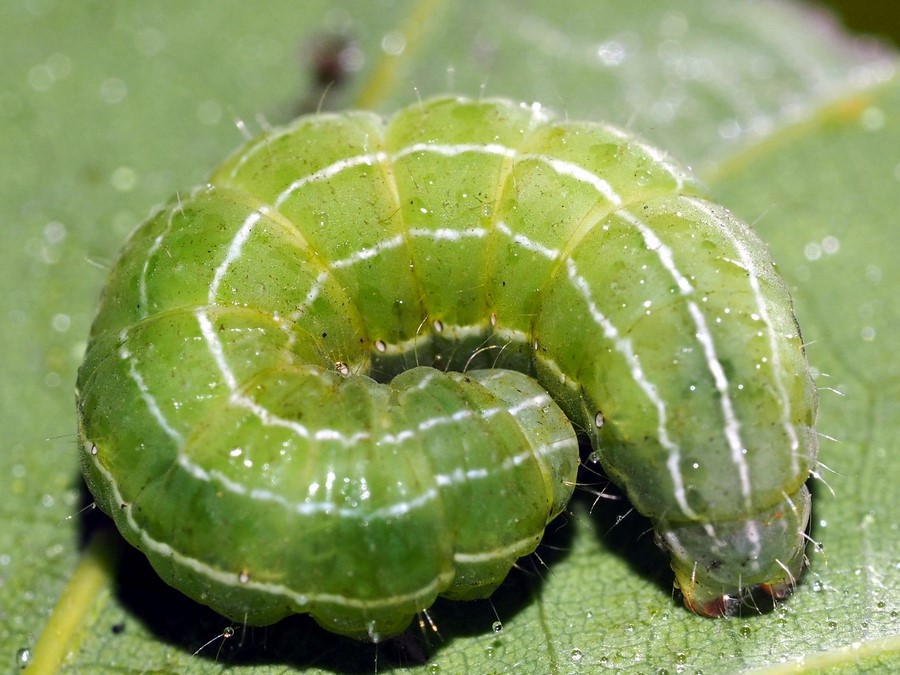 Bild Nr.09311 zum Vergrößern klicken Bild Nr.09311