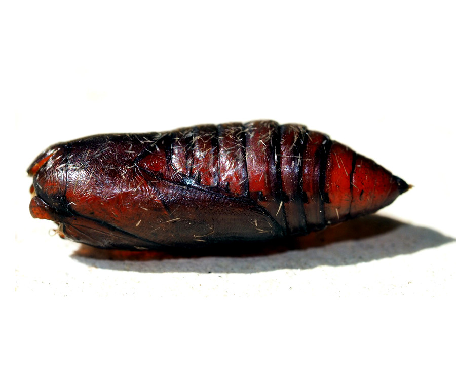 Bild Nr.09311 zum Vergrößern klicken Bild Nr.09311