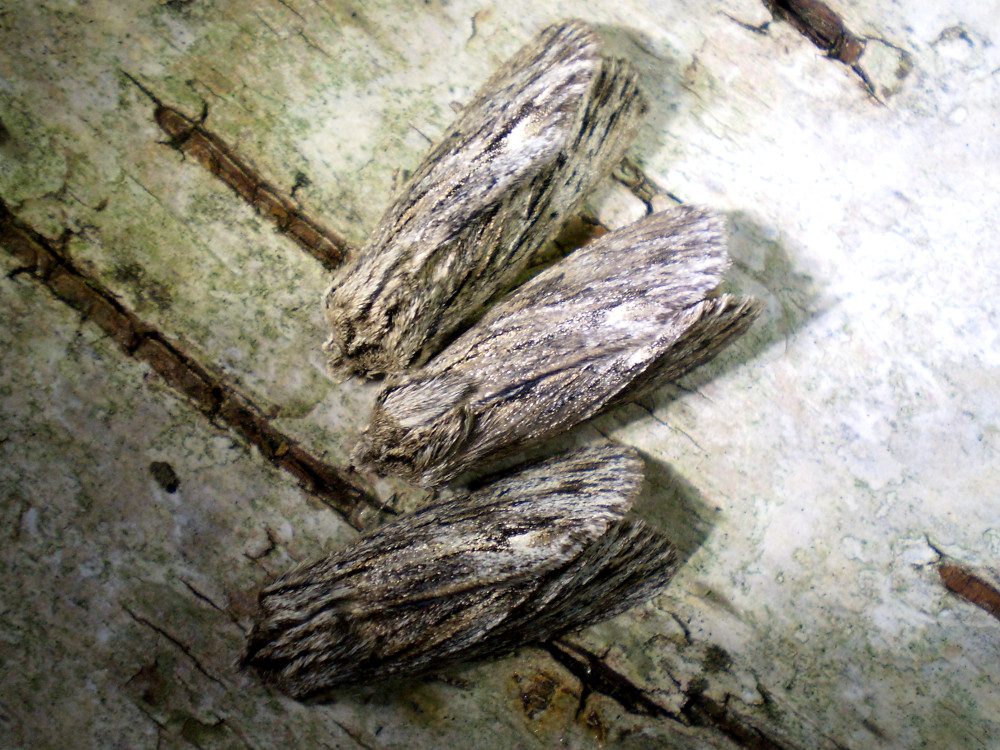 Bild Nr.09320 zum Vergrößern klicken Bild Nr.09320