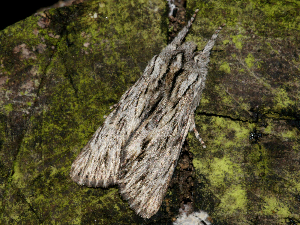 Bild Nr.09320 zum Vergrößern klicken Bild Nr.09320