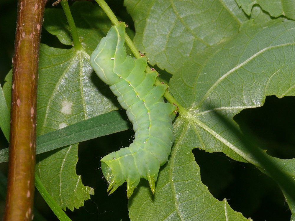 Bild Nr.09320 zum Vergrößern klicken Bild Nr.09320