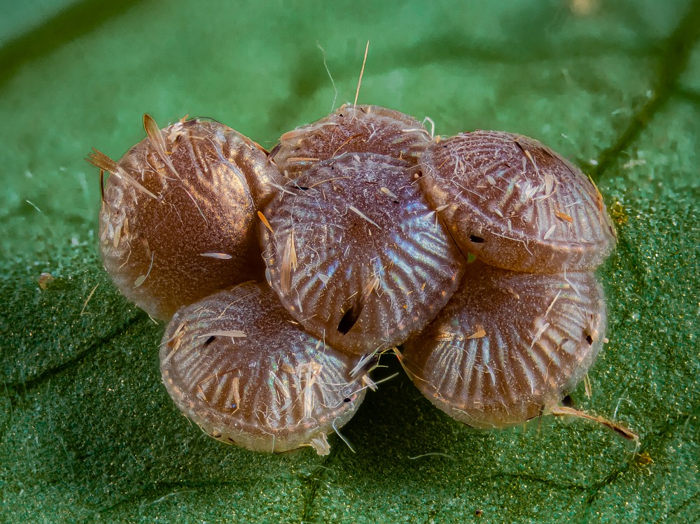 Bild Nr.09320 zum Vergrößern klicken Bild Nr.09320