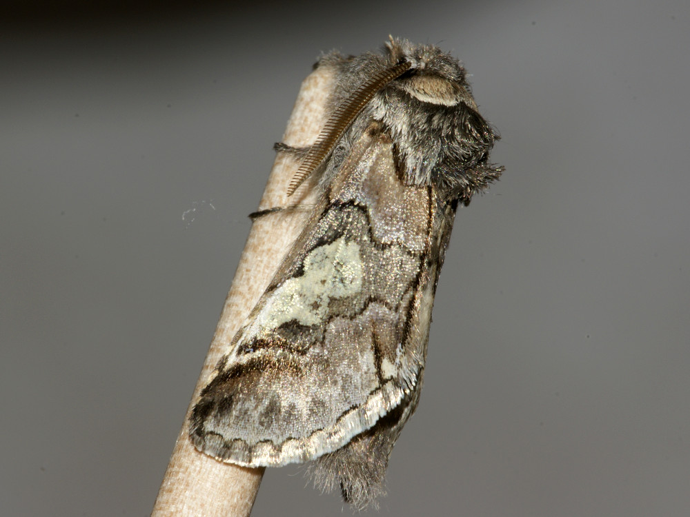 Bild Nr.09331 zum Vergrößern klicken Bild Nr.09331