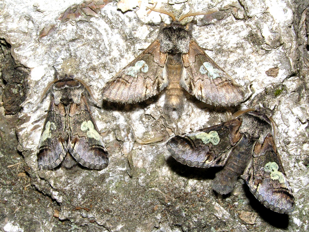 Bild Nr.09331 zum Vergrößern klicken Bild Nr.09331