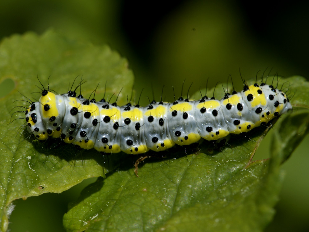 Bild Nr.09331 zum Vergrößern klicken Bild Nr.09331