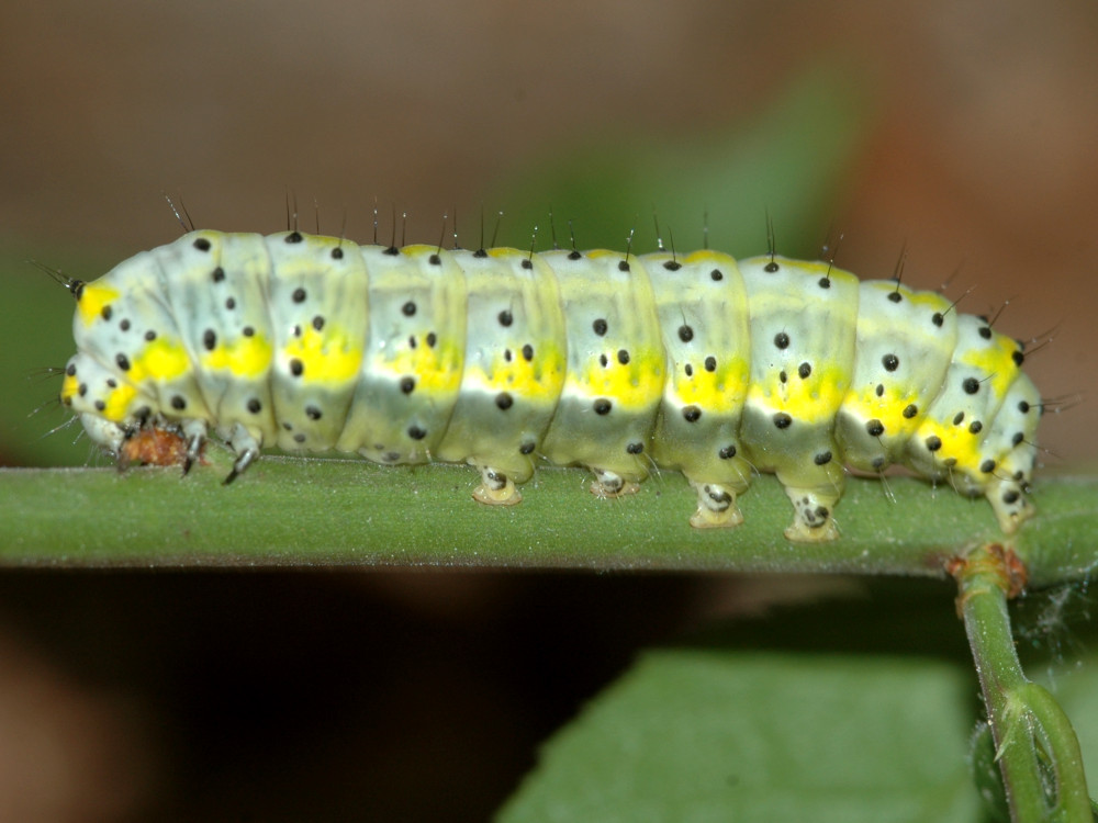 Bild Nr.09331 zum Vergrößern klicken Bild Nr.09331