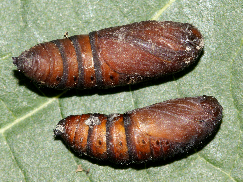 Bild Nr.09331 zum Vergrößern klicken Bild Nr.09331