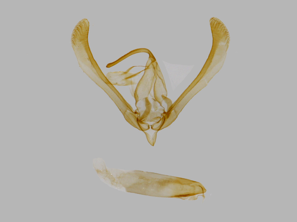 Bild Nr.09364 zum Vergrößern klicken Bild Nr.09364