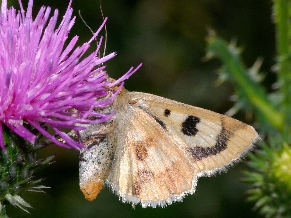 Bild Nr.09364 zum Vergrößern klicken Bild Nr.09364