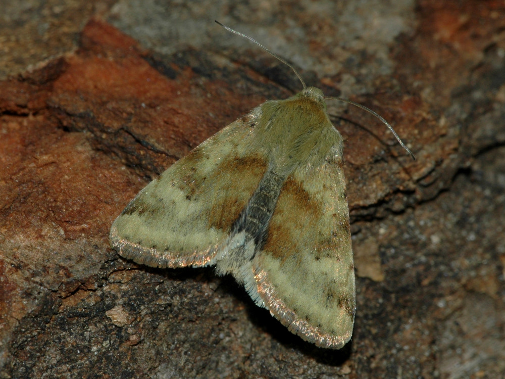 Bild Nr.09364 zum Vergrößern klicken Bild Nr.09364