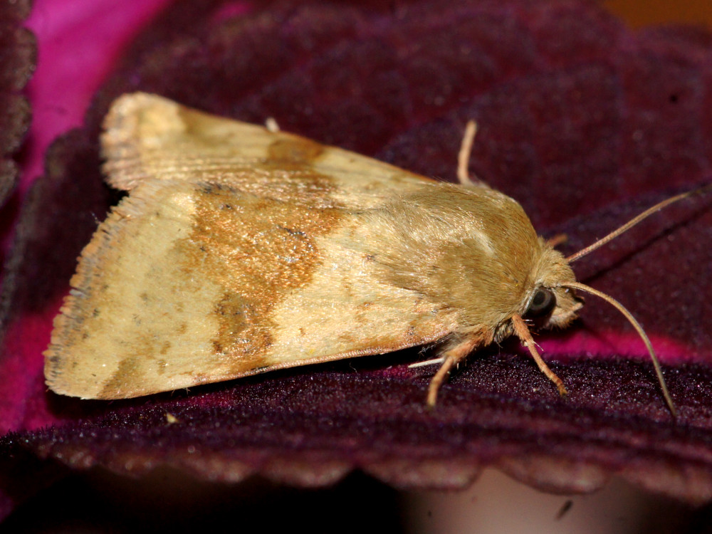 Bild Nr.09364 zum Vergrößern klicken Bild Nr.09364