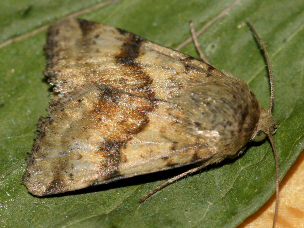 Bild Nr.09364 zum Vergrößern klicken Bild Nr.09364