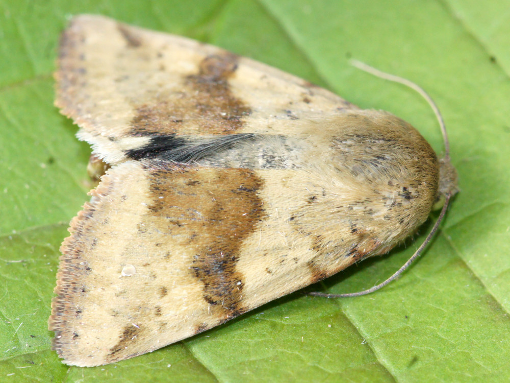 Bild Nr.09364 zum Vergrößern klicken Bild Nr.09364