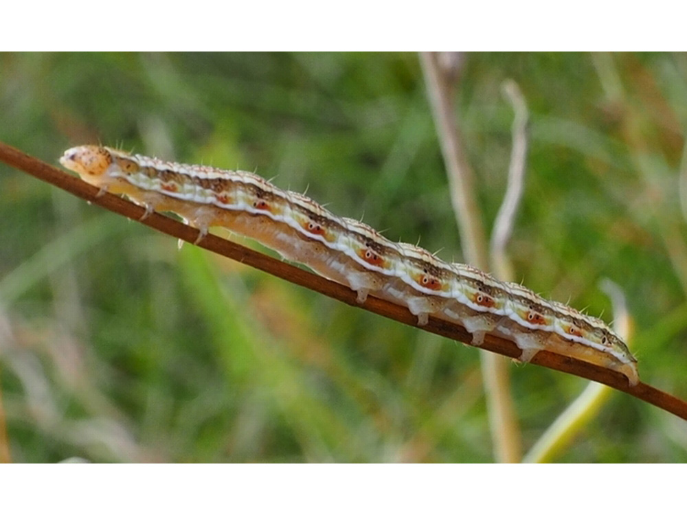 Bild Nr.09364 zum Vergrößern klicken Bild Nr.09364