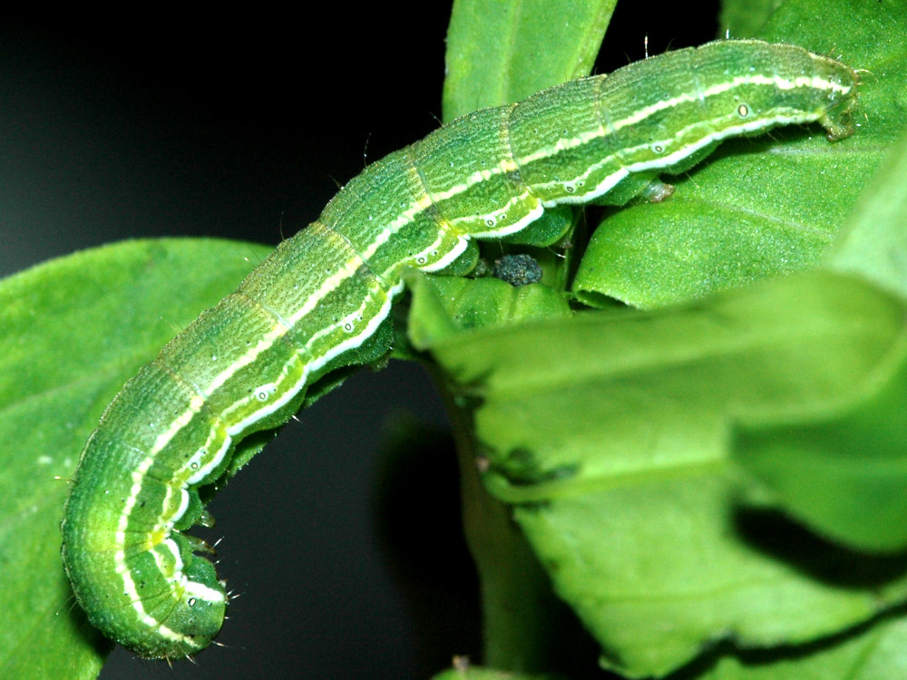 Bild Nr.09364 zum Vergrößern klicken Bild Nr.09364