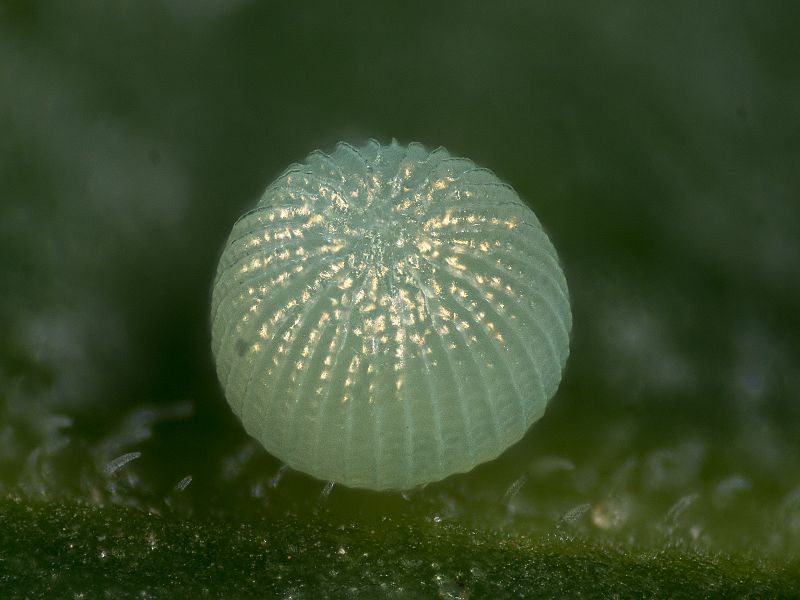 Bild Nr.09364 zum Vergrößern klicken Bild Nr.09364