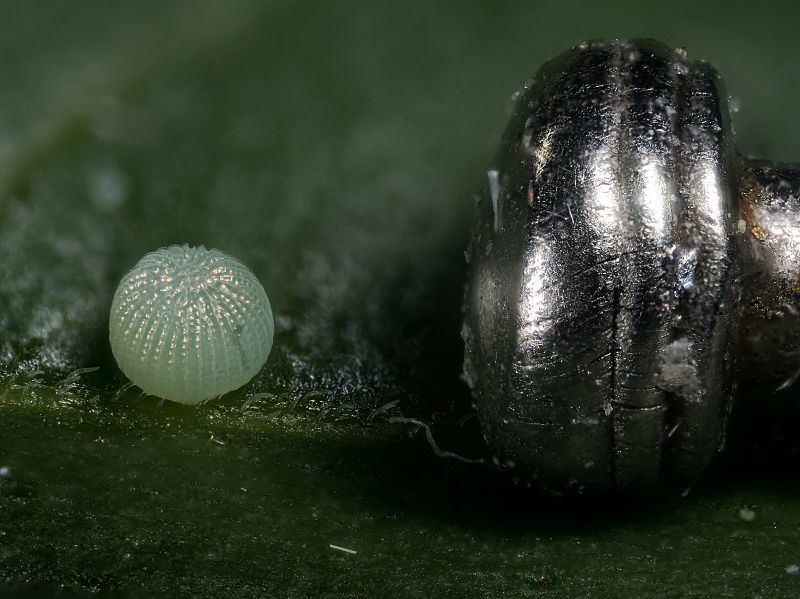 Bild Nr.09364 zum Vergrößern klicken Bild Nr.09364