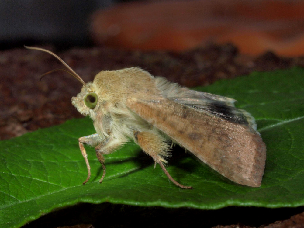 Bild Nr.09370 zum Vergrößern klicken Bild Nr.09370