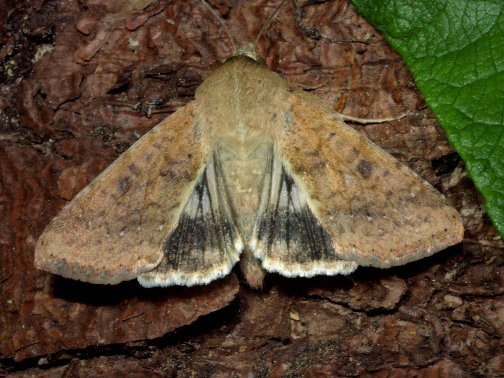 Bild Nr.09370 zum Vergrößern klicken Bild Nr.09370