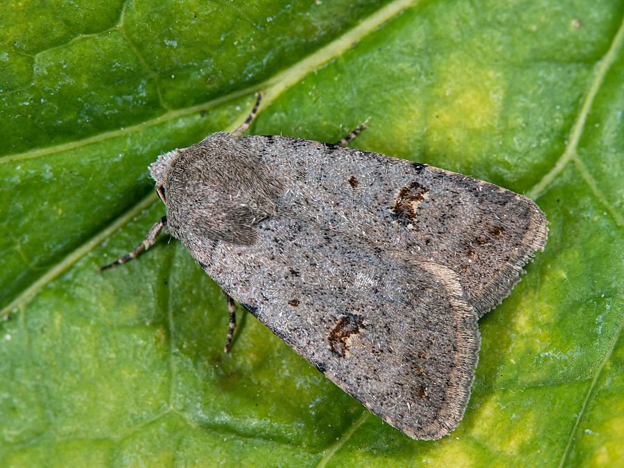 Bild Nr.09424 zum Vergrößern klicken Bild Nr.09424