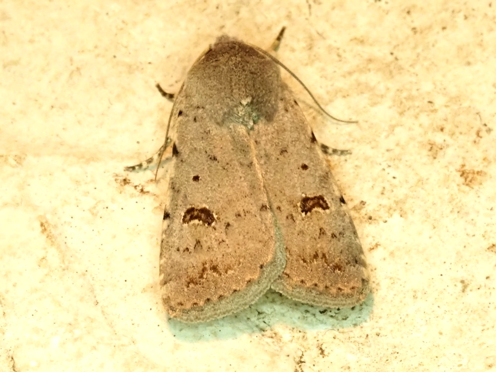 Bild Nr.09424 zum Vergrößern klicken Bild Nr.09424