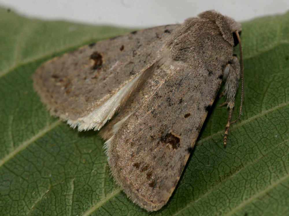 Bild Nr.09424 zum Vergrößern klicken Bild Nr.09424