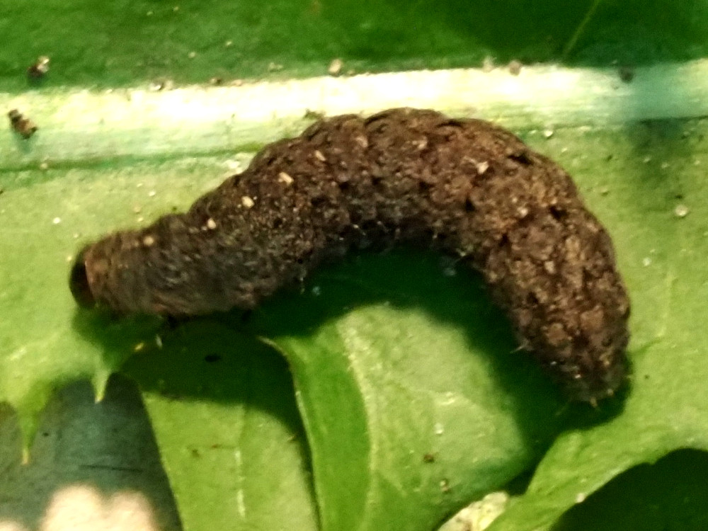 Bild Nr.09424 zum Vergrößern klicken Bild Nr.09424