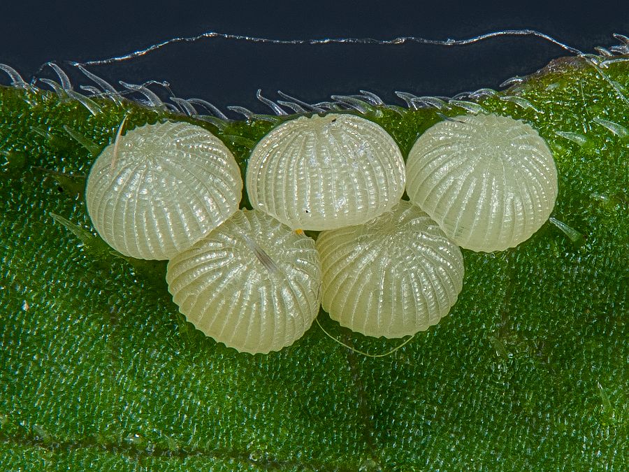 Bild Nr.09424 zum Vergrößern klicken Bild Nr.09424