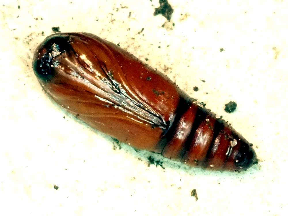 Bild Nr.09424 zum Vergrößern klicken Bild Nr.09424