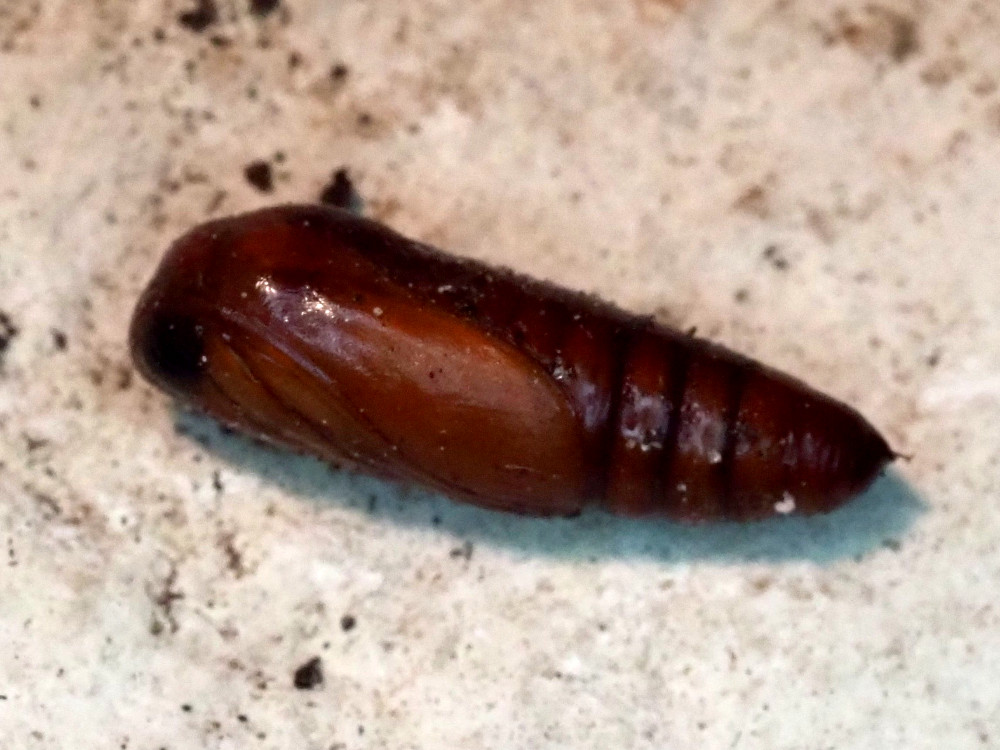 Bild Nr.09424 zum Vergrößern klicken Bild Nr.09424