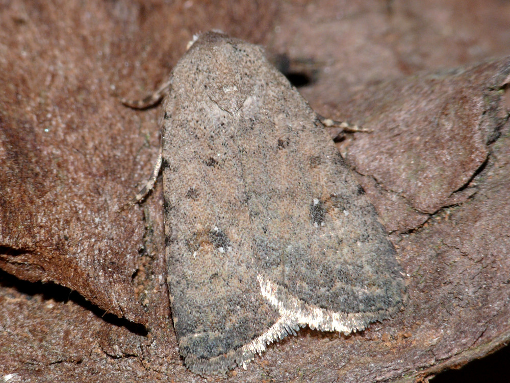 Bild Nr.09433 zum Vergrößern klicken Bild Nr.09433