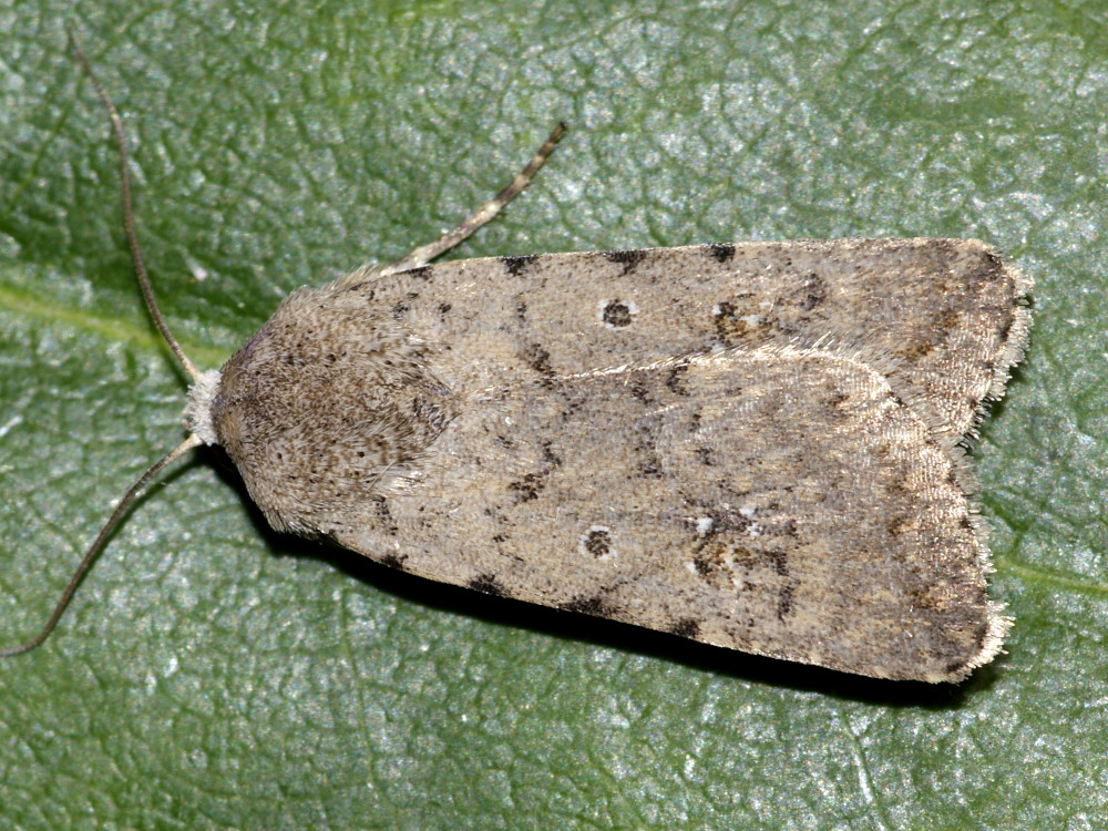 Bild Nr.09433 zum Vergrößern klicken Bild Nr.09433