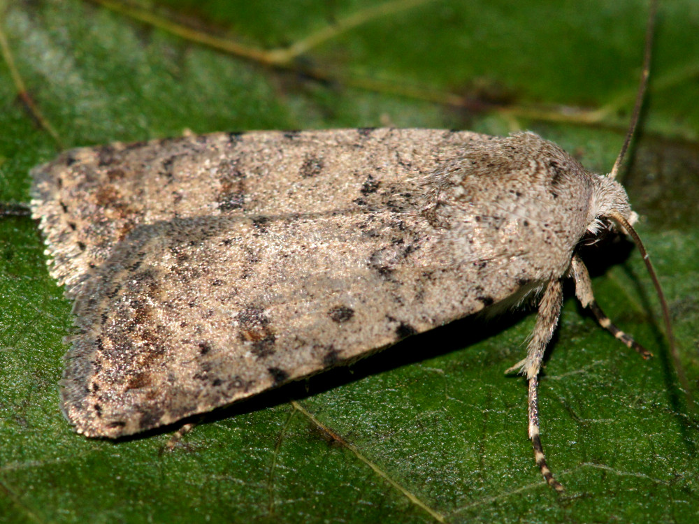 Bild Nr.09433 zum Vergrößern klicken Bild Nr.09433