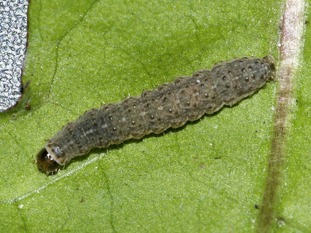 Bild Nr.09433 zum Vergrößern klicken Bild Nr.09433