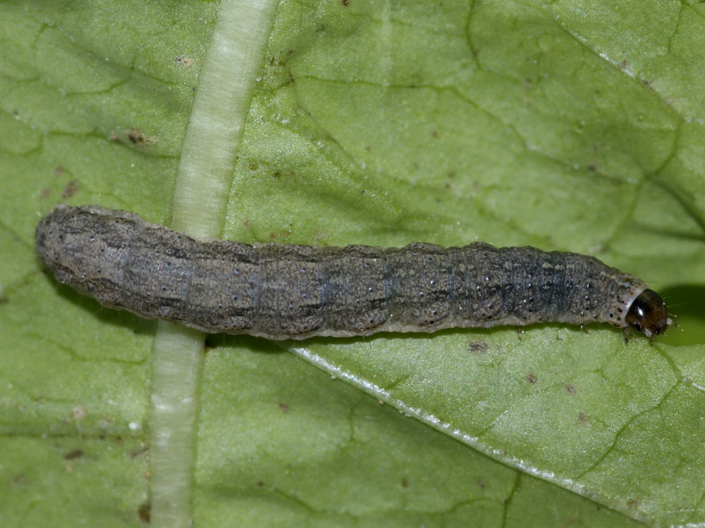 Bild Nr.09433 zum Vergrößern klicken Bild Nr.09433