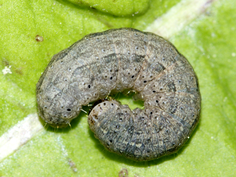 Bild Nr.09433 zum Vergrößern klicken Bild Nr.09433