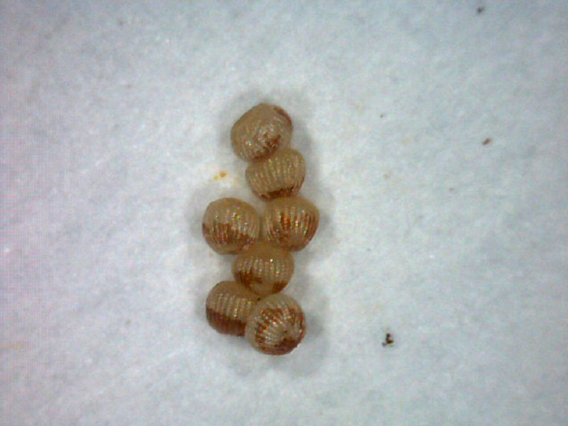 Bild Nr.09433 zum Vergrößern klicken Bild Nr.09433