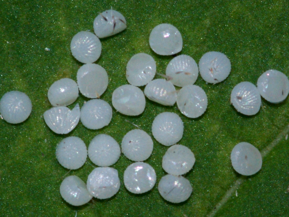 Bild Nr.09433 zum Vergrößern klicken Bild Nr.09433