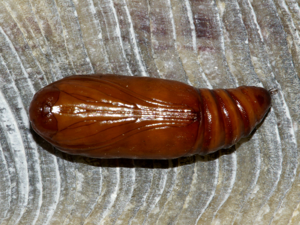 Bild Nr.09433 zum Vergrößern klicken Bild Nr.09433