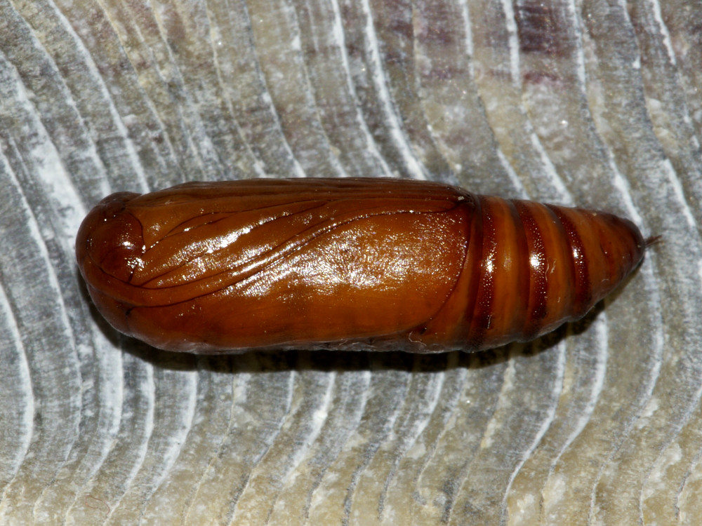 Bild Nr.09433 zum Vergrößern klicken Bild Nr.09433