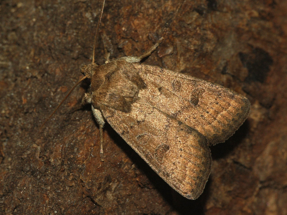 Bild Nr.09449 zum Vergrößern klicken Bild Nr.09449