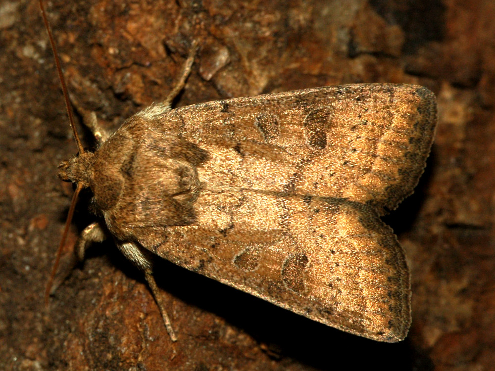 Bild Nr.09449 zum Vergrößern klicken Bild Nr.09449