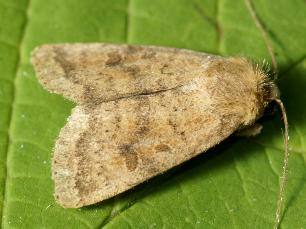 Bild Nr.09449 zum Vergrößern klicken Bild Nr.09449